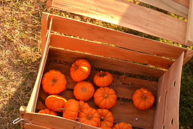 Mini-Pumpkins!