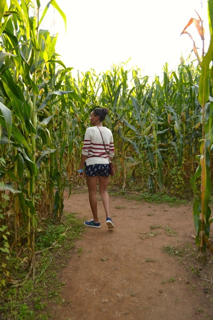 Tall Corn Maze Corn