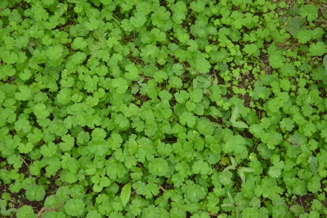 Vibrant Green Groundcover