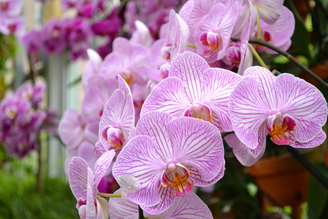 Atlanta Botanical Garden: Orchids 6