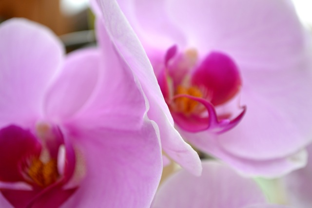 Atlanta Botanical Garden: Orchids 