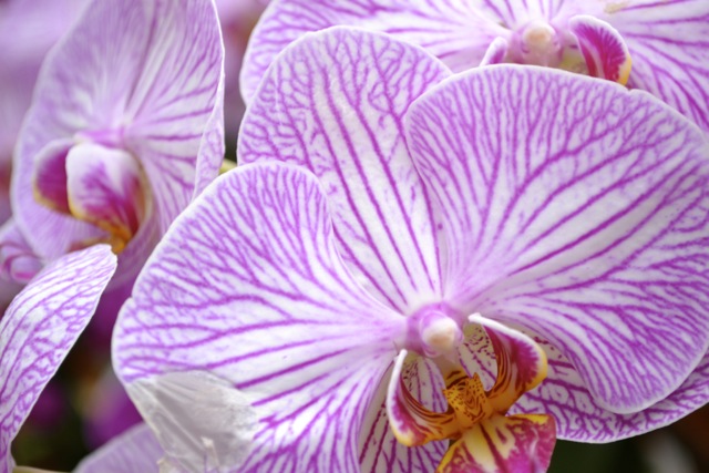 Atlanta Botanical Garden: Orchids 7