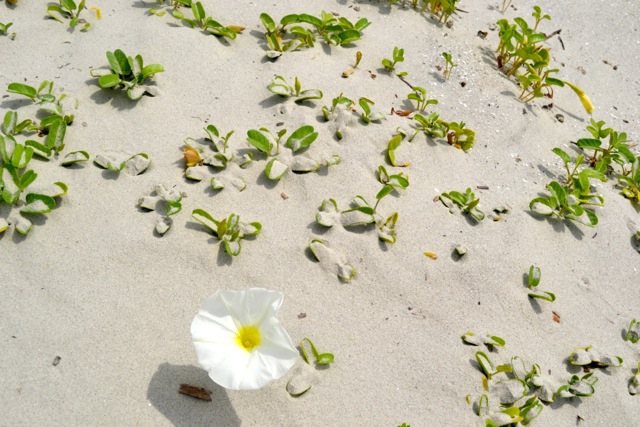 Sand Flowers