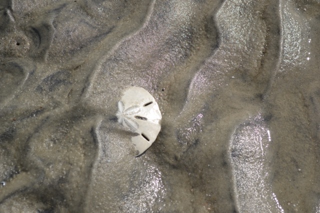 Sand Dollar at Low Tide