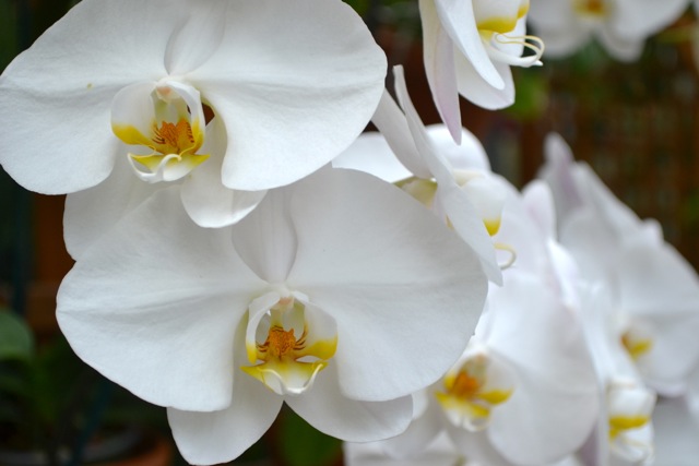 Atlanta Botanical Garden: Orchids 3
