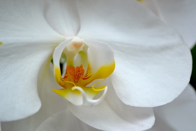 Atlanta Botanical Garden: Orchids 5